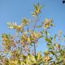 Fotografia 10 da espécie Salix purpurea do Jardim Botânico UTAD