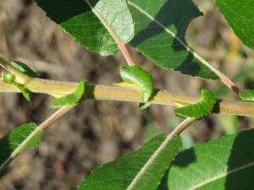 Fotografia da espécie Salix purpurea