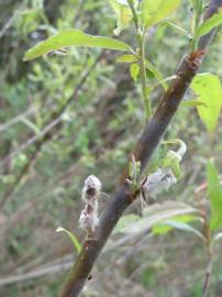 Fotografia da espécie Salix purpurea