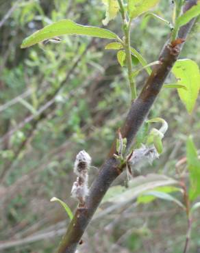 Fotografia 14 da espécie Salix purpurea no Jardim Botânico UTAD