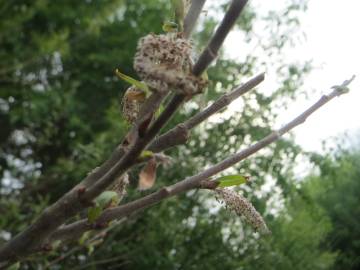 Fotografia da espécie Salix purpurea