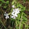 Fotografia 3 da espécie Saponaria officinalis do Jardim Botânico UTAD