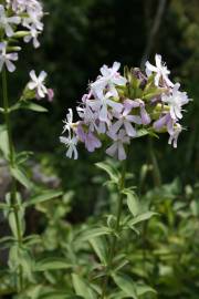 Fotografia da espécie Saponaria officinalis