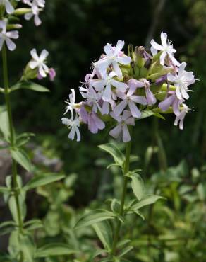 Fotografia 4 da espécie Saponaria officinalis no Jardim Botânico UTAD