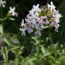 Fotografia 4 da espécie Saponaria officinalis do Jardim Botânico UTAD