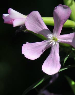 Fotografia 5 da espécie Saponaria officinalis no Jardim Botânico UTAD