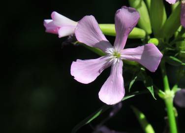 Fotografia da espécie Saponaria officinalis