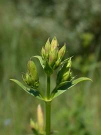 Fotografia da espécie Saponaria officinalis