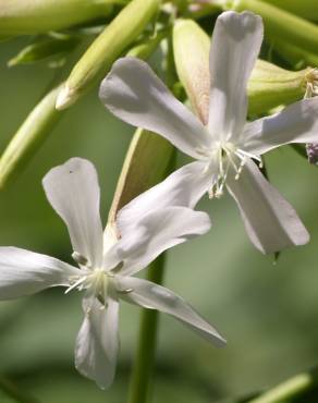 Fotografia 7 da espécie Saponaria officinalis no Jardim Botânico UTAD