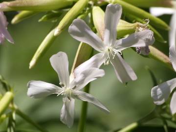 Fotografia da espécie Saponaria officinalis