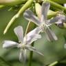 Fotografia 7 da espécie Saponaria officinalis do Jardim Botânico UTAD