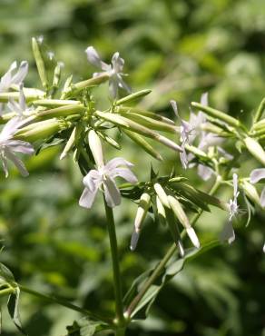 Fotografia 8 da espécie Saponaria officinalis no Jardim Botânico UTAD