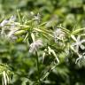 Fotografia 8 da espécie Saponaria officinalis do Jardim Botânico UTAD