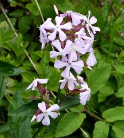 Fotografia da espécie Saponaria officinalis