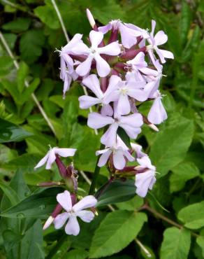 Fotografia 9 da espécie Saponaria officinalis no Jardim Botânico UTAD