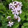 Fotografia 9 da espécie Saponaria officinalis do Jardim Botânico UTAD