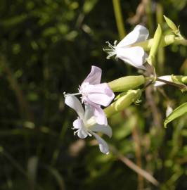 Fotografia da espécie Saponaria officinalis