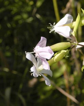 Fotografia 10 da espécie Saponaria officinalis no Jardim Botânico UTAD