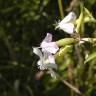 Fotografia 10 da espécie Saponaria officinalis do Jardim Botânico UTAD