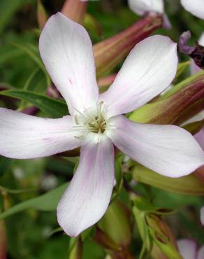 Fotografia 11 da espécie Saponaria officinalis no Jardim Botânico UTAD