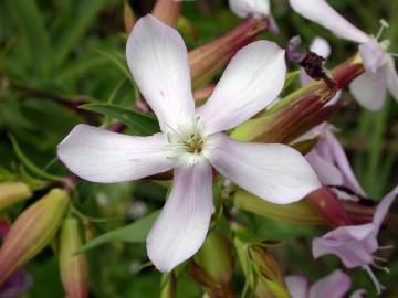 Fotografia da espécie Saponaria officinalis