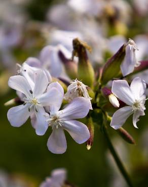 Fotografia 12 da espécie Saponaria officinalis no Jardim Botânico UTAD