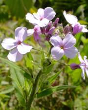 Fotografia da espécie Saponaria officinalis