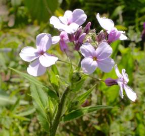 Fotografia da espécie Saponaria officinalis