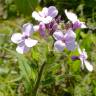 Fotografia 1 da espécie Saponaria officinalis do Jardim Botânico UTAD