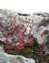 Saxifraga tridactylites