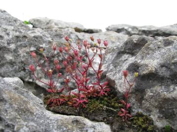 Fotografia da espécie Saxifraga tridactylites