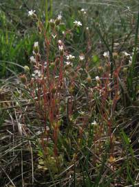 Fotografia da espécie Saxifraga tridactylites