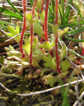 Fotografia 4 da espécie Saxifraga tridactylites no Jardim Botânico UTAD