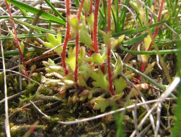 Fotografia da espécie Saxifraga tridactylites