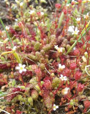 Fotografia 5 da espécie Saxifraga tridactylites no Jardim Botânico UTAD