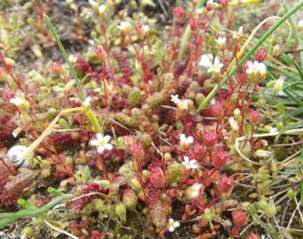 Fotografia da espécie Saxifraga tridactylites