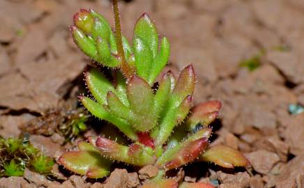 Fotografia da espécie Saxifraga tridactylites