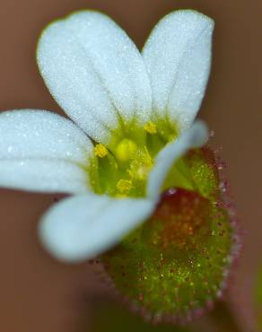 Fotografia 7 da espécie Saxifraga tridactylites no Jardim Botânico UTAD