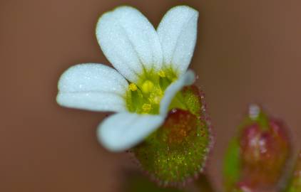 Fotografia da espécie Saxifraga tridactylites