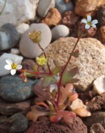 Fotografia da espécie Saxifraga tridactylites