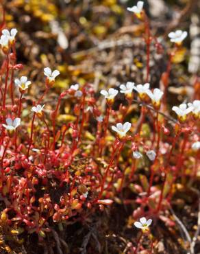 Fotografia 9 da espécie Saxifraga tridactylites no Jardim Botânico UTAD