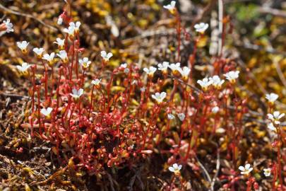 Fotografia da espécie Saxifraga tridactylites