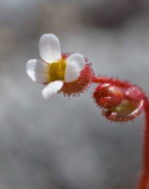 Fotografia 10 da espécie Saxifraga tridactylites no Jardim Botânico UTAD