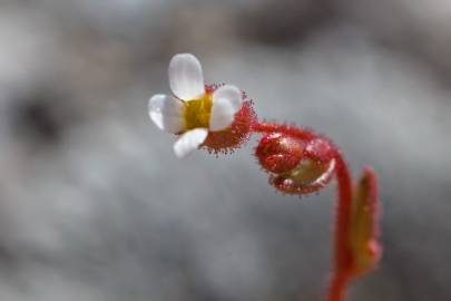 Fotografia da espécie Saxifraga tridactylites