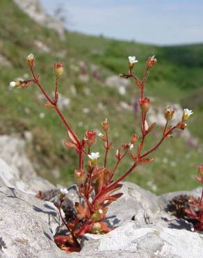 Fotografia 11 da espécie Saxifraga tridactylites no Jardim Botânico UTAD