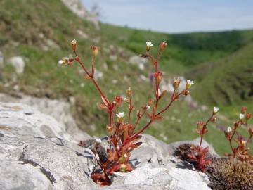 Fotografia da espécie Saxifraga tridactylites