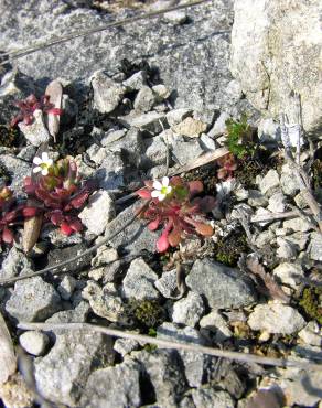 Fotografia 12 da espécie Saxifraga tridactylites no Jardim Botânico UTAD