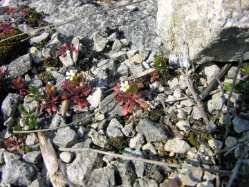 Fotografia da espécie Saxifraga tridactylites