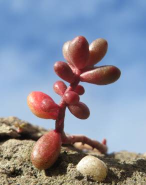 Fotografia 6 da espécie Sedum album no Jardim Botânico UTAD