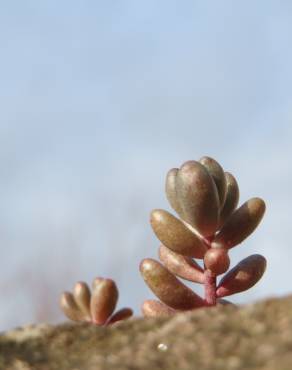 Fotografia 9 da espécie Sedum album no Jardim Botânico UTAD